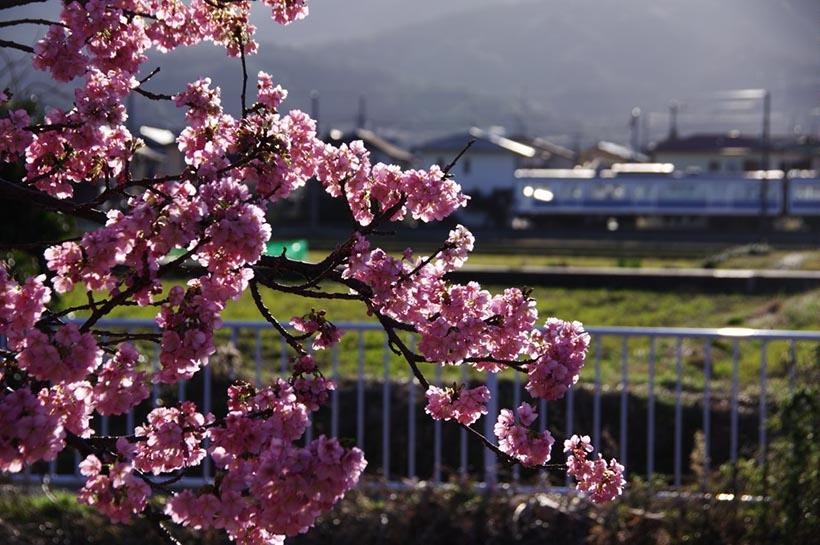 ‘河津桜’の先に