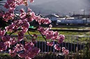 ‘河津桜’の先に