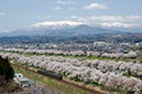 白石川堤と蔵王