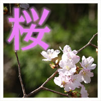 桜