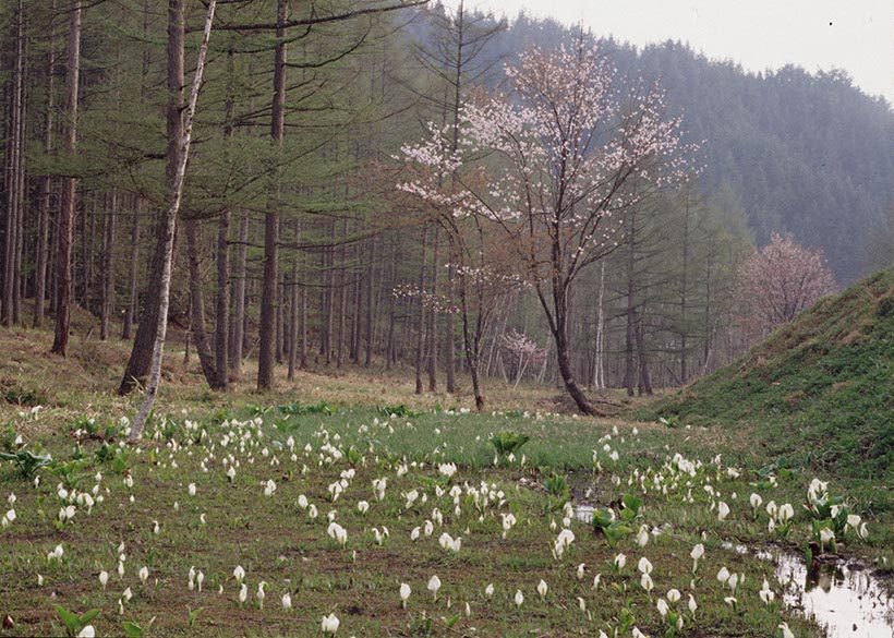 水芭蕉と桜(岐阜県)