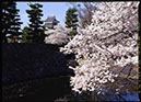 松本城遠景(長野県)