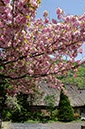 白川郷(岐阜県)