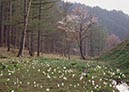 水芭蕉と桜(岐阜県)