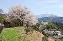 南木曾の桜(長野県)