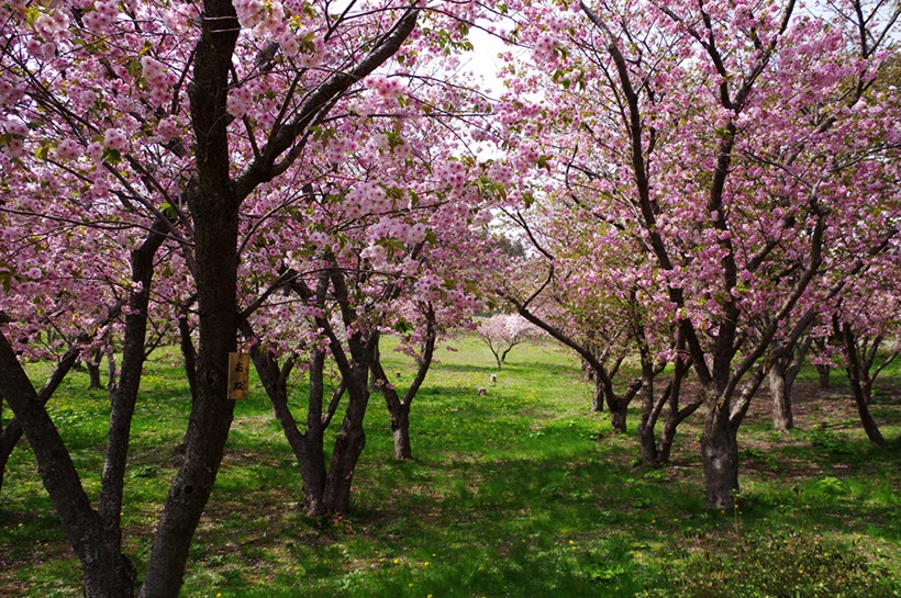 松前公園の‘南殿’