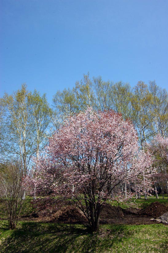円山公園