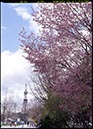 大通公園