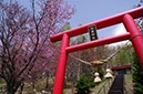美瑛の新星神社