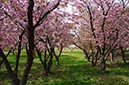 松前公園の‘南殿’