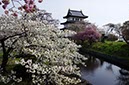 松前城跡2