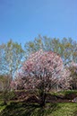 円山公園