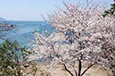 若狭湾を背に(福井県)