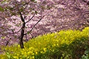 松田の‘河津桜’(神奈川県)