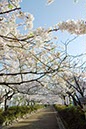 段葛2(神奈川県)
