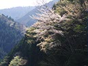 上北山村山中(和歌山県)