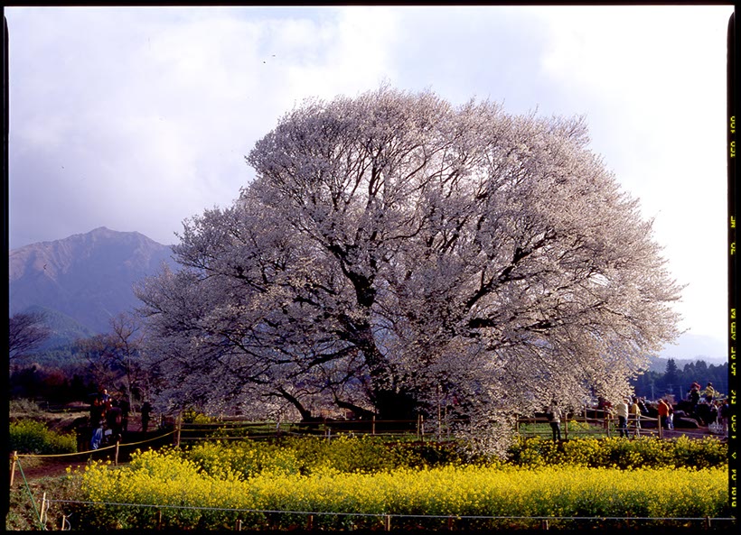 一心行の大桜(南阿蘇･熊本県)