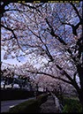 島原城外堀(長崎県)