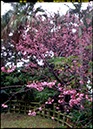 名護城公園