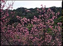 末吉公園