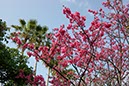 椰子とカンヒザクラ