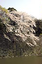 皇居北の丸