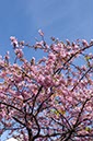 石神井公園