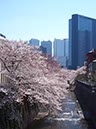 神田川と高層ビル