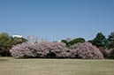満開の新宿御苑